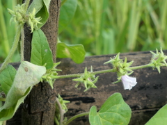 Ipomoea eriocarpa