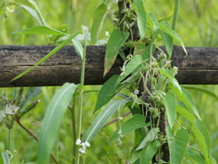 Ipomoea eriocarpa