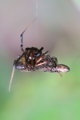 Janula