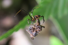 Janula