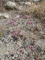 Chorizanthe leptotheca
