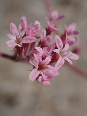 Chorizanthe leptotheca