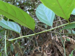 Rubus pyrifolius
