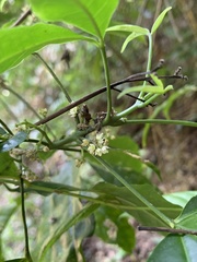 Rubus pyrifolius