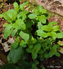 Mentha spicata