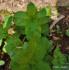 Mentha spicata