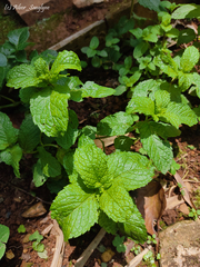 Mentha spicata