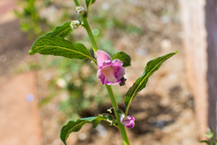 Pedaliaceae