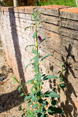 Pedaliaceae