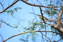 Foulehaio carunculatus