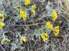 Alyssum montanum