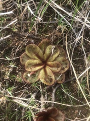Drosera rosulata
