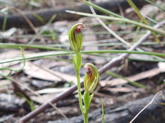 Pterostylis clivosa