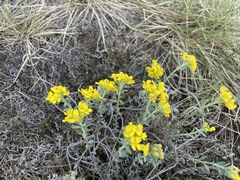 Alyssum montanum