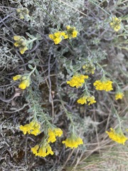 Alyssum montanum