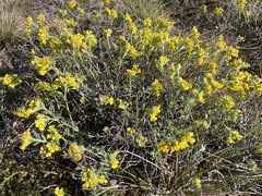 Alyssum montanum