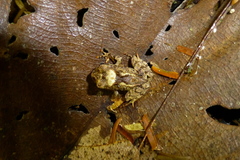 Craugastor megacephalus image