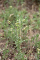 Plantago arenaria