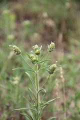 Plantago arenaria