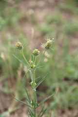 Plantago arenaria
