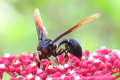 Delta pyriforme circinale