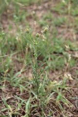 Plantago arenaria