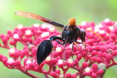 Delta pyriforme circinale