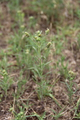 Plantago arenaria
