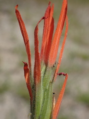 Castilleja minor