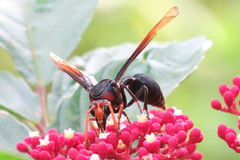 Delta pyriforme circinale