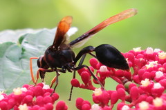 Delta pyriforme circinale