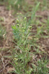 Plantago arenaria