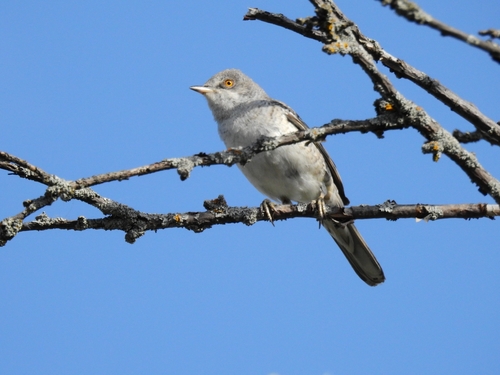 Curruca gavilana (Curruca nisoria)