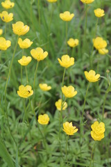 Ranunculus pedatus
