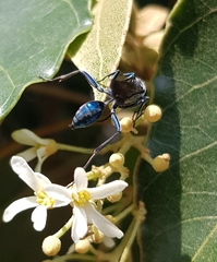 Chalybion japonicum