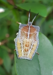 Tessaratoma papillosa