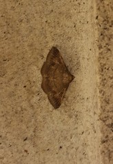 Lepidoptera