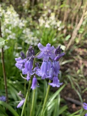 Hyacinthoides
