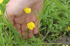 Ranunculus pedatus