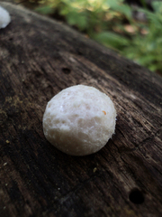 Reticularia intermedia