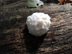 Reticularia intermedia