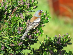 Fringilla coelebs