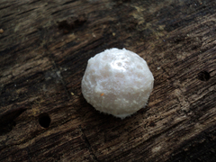 Reticularia intermedia