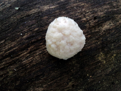 Reticularia intermedia