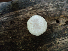 Reticularia intermedia