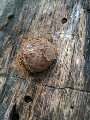 Reticularia intermedia