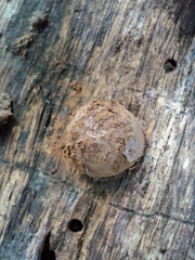 Reticularia intermedia