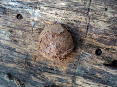 Reticularia intermedia