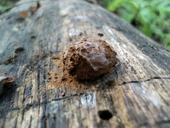 Reticularia intermedia