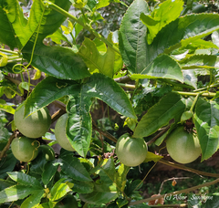 Passiflora edulis